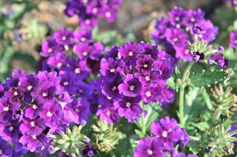 Photos von Blumenvarianten benutzt als: Topf, Terrasse, Ampel. Verbena RED FOX Empress Violet Blue