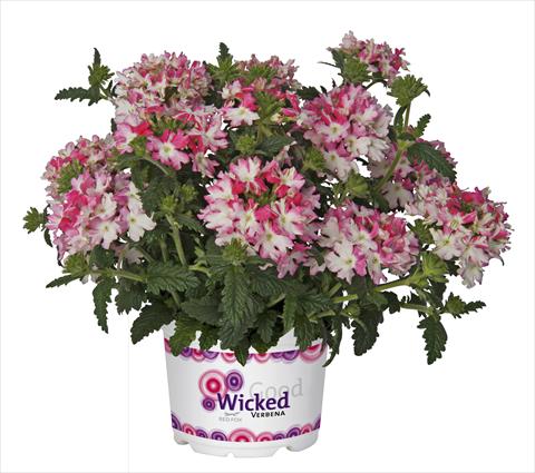 Photos von Blumenvarianten benutzt als: Topf, Terrasse, Ampel. Verbena RED FOX Wicked Hot Pink