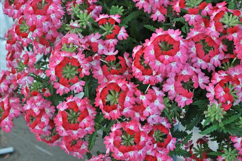 Photos von Blumenvarianten benutzt als: Topf, Terrasse, Ampel. Verbena RED FOX Wicked Pink Pepper