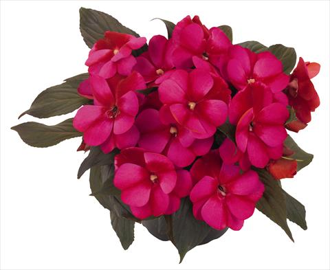 Photos von Blumenvarianten benutzt als: Topf, Beet, Terrasse, Ampel Impatiens N. Guinea RED FOX Petticoat Blue Star 2014