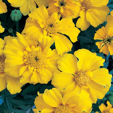 Photos von Blumenvarianten benutzt als: Beet- / Rabattenpflanze Tagetes patula Sunburst Yellow