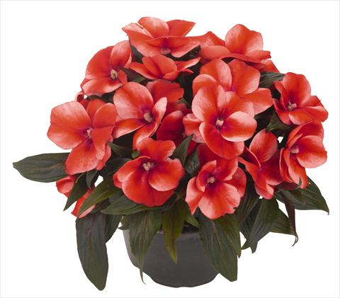 Photos von Blumenvarianten benutzt als: Topf, Beet, Terrasse, Ampel Impatiens N. Guinea RED FOX Petticoat Bright Red Star