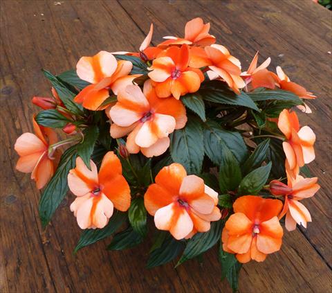 Photos von Blumenvarianten benutzt als: Topf, Beet, Terrasse, Ampel Impatiens N. Guinea RED FOX Petticoat Orange Star 2014