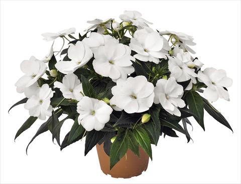 Photos von Blumenvarianten benutzt als: Topf, Beet, Terrasse, Ampel Impatiens N. Guinea RED FOX Petticoat White 2014