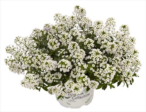 Photos von Blumenvarianten benutzt als: Topf und Beet Lobularia maritima White Stream