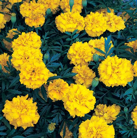 Photos von Blumenvarianten benutzt als: Beet- / Rabattenpflanze Tagetes patula Zenith Extra Golden Yellow