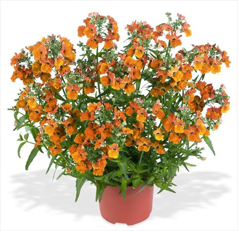 Photos von Blumenvarianten benutzt als: Ampel/Topf Nemesia RED FOX Angelart Orange