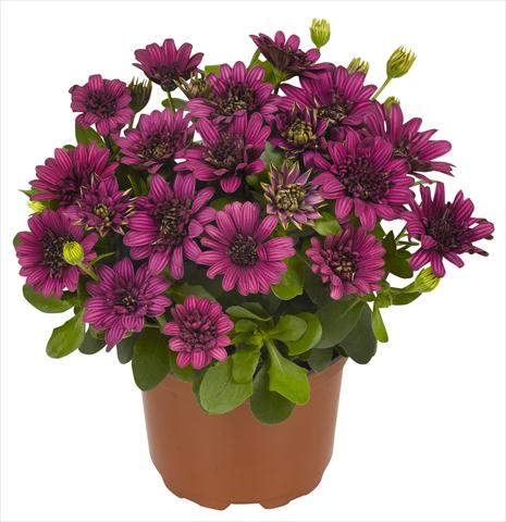 Photos von Blumenvarianten benutzt als: Topf und Beet Osteospermum RED FOX Summertime® Double Purple