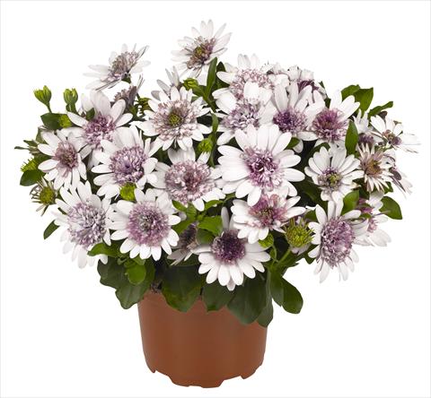 Photos von Blumenvarianten benutzt als: Topf und Beet Osteospermum RED FOX Summertime® Double White