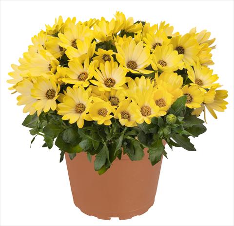 Photos von Blumenvarianten benutzt als: Topf und Beet Osteospermum RED FOX Summertime® Sweet Yellow