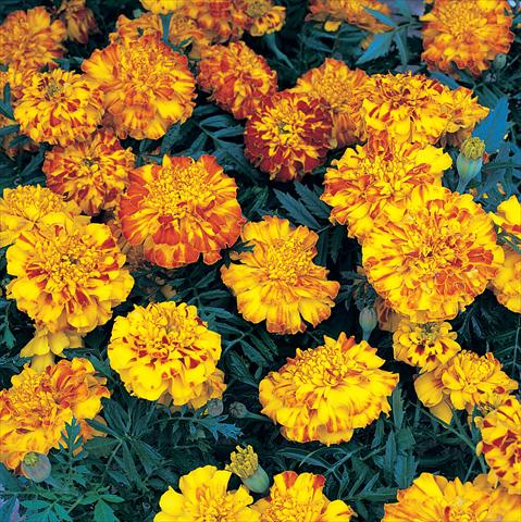 Photos von Blumenvarianten benutzt als: Beet- / Rabattenpflanze Tagetes patula Zenith Extra Orange & Red