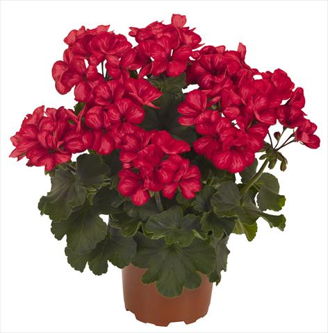 Photos von Blumenvarianten benutzt als: Terrasse, Topf Pelargonium interspecifico RED FOX Sarita Sunstar Red