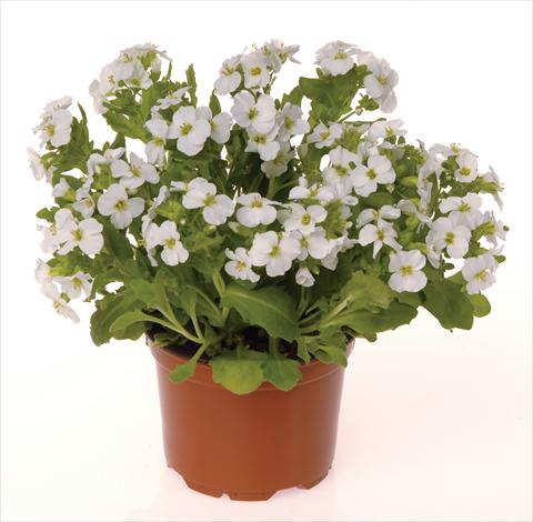 Photos von Blumenvarianten benutzt als: Beet- / Rabattenpflanze Arabis caucasica Lotti White