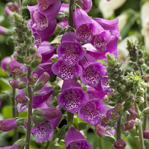 Photos von Blumenvarianten benutzt als: Beet- / Rabattenpflanze Digitalis purpurea Dalmatian Purple Improved