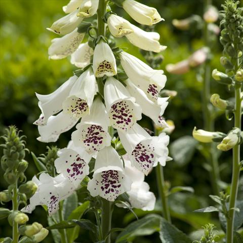 Photos von Blumenvarianten benutzt als: Beet- / Rabattenpflanze Digitalis purpurea Dalmatian White Improved
