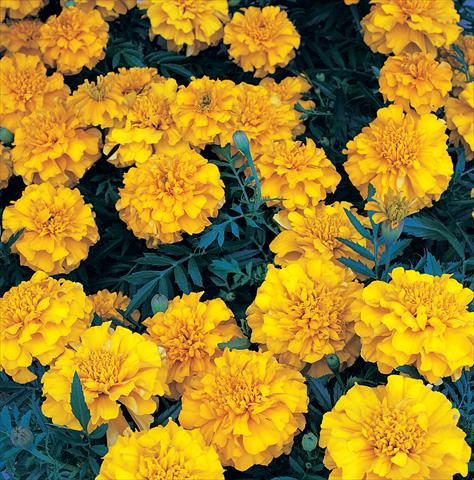 Photos von Blumenvarianten benutzt als: Beet- / Rabattenpflanze Tagetes patula Zenith Extra Orange
