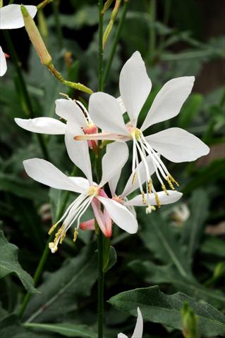 Photos von Blumenvarianten benutzt als: Beet- / Rabattenpflanze Gaura lindheimeri Sparkle White