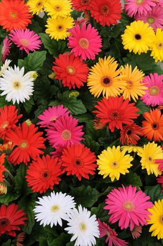Photos von Blumenvarianten benutzt als: Topf Gerbera jamesonii Mega Revolution Select Mixture