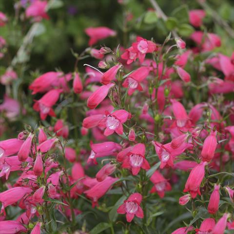 Photos von Blumenvarianten benutzt als: Topf und Beet Penstemon x mexicali Carillo Red