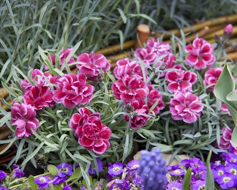 Photos von Blumenvarianten benutzt als: Ampel/Topf Dianthus Diantica® Burgundy