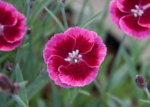 Photos von Blumenvarianten benutzt als: Ampel/Topf Dianthus Diantica® Raspberry Cream