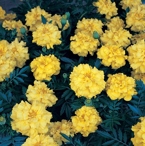Photos von Blumenvarianten benutzt als: Beet- / Rabattenpflanze Tagetes patula Zenith Lemon Yellow