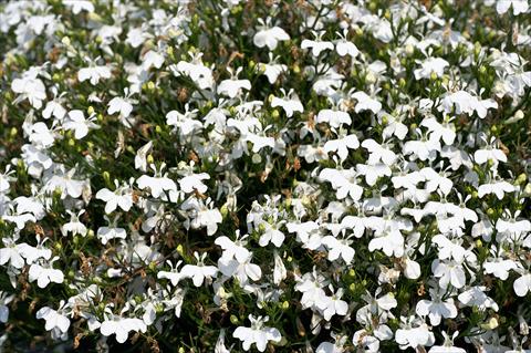 Photos von Blumenvarianten benutzt als: Topf, Beet, Terrasse, Ampel Lobelia Curaçao® Basket White