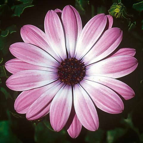 Photos von Blumenvarianten benutzt als: Topf und Beet Osteospermum FlowerPower® Compact Light Pink