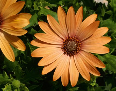 Photos von Blumenvarianten benutzt als: Topf und Beet Osteospermum FlowerPower® Compact Orange Bronze
