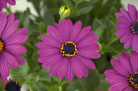 Photos von Blumenvarianten benutzt als: Topf und Beet Osteospermum FlowerPower® Compact Silver Purple
