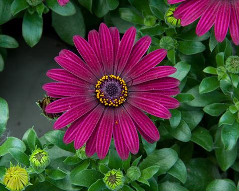 Photos von Blumenvarianten benutzt als: Topf und Beet Osteospermum FlowerPower® Dark Purple