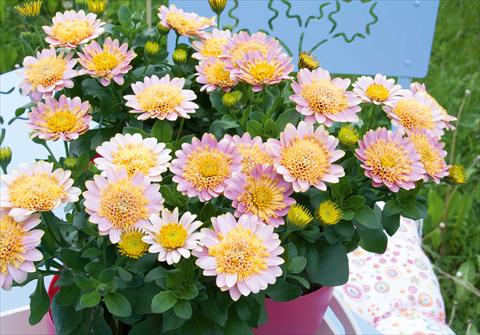 Photos von Blumenvarianten benutzt als: Topf und Beet Osteospermum FlowerPower® Double Pink+Yellow