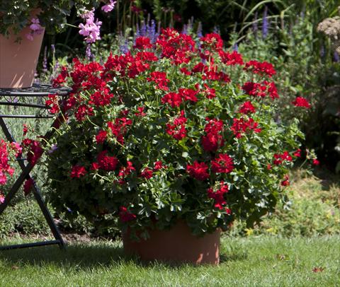 Photos von Blumenvarianten benutzt als: Terrasse, Topf Pelargonium interspecifico Marcada Dark Red