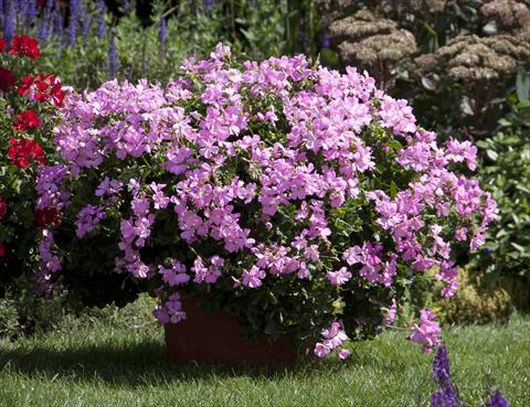 Photos von Blumenvarianten benutzt als: Terrasse, Topf Pelargonium interspecifico Marcada Pink