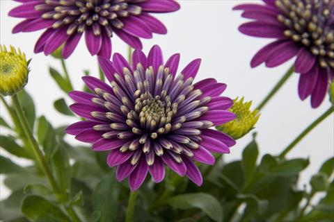 Photos von Blumenvarianten benutzt als: Topf und Beet Osteospermum FlowerPower® Double Purple Explosion