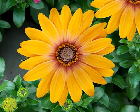 Photos von Blumenvarianten benutzt als: Topf und Beet Osteospermum FlowerPower® Magic Orange