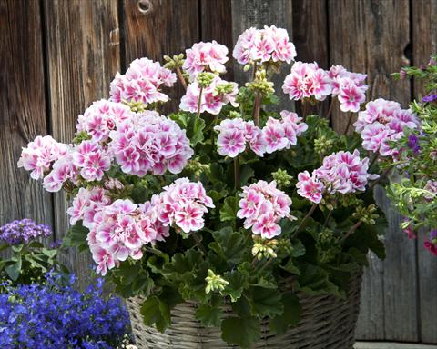 Photos von Blumenvarianten benutzt als: Topf, Beet, Terrasse Pelargonium zonale Moonlight® Katy13