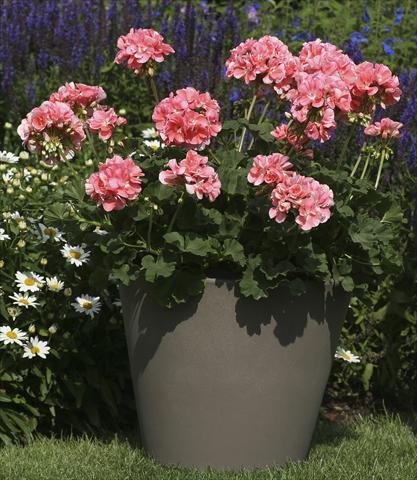 Photos von Blumenvarianten benutzt als: Topf, Beet, Terrasse Pelargonium zonale Moonlight® Michelle