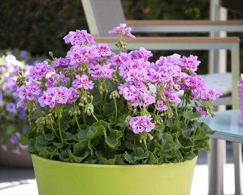 Photos von Blumenvarianten benutzt als: Topf, Beet, Terrasse Pelargonium zonale Sunrise® Katinka13