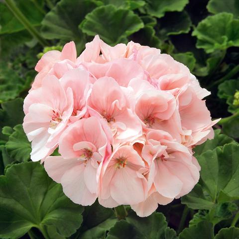 Photos von Blumenvarianten benutzt als: Topf, Beet, Terrasse Pelargonium zonale Sunrise® XL Appleblossom