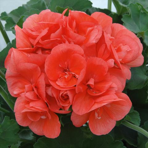 Photos von Blumenvarianten benutzt als: Topf, Beet, Terrasse Pelargonium zonale Sunrise® XL Demira