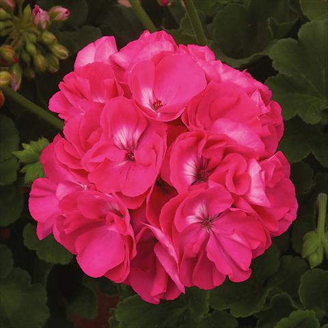 Photos von Blumenvarianten benutzt als: Topf, Beet, Terrasse Pelargonium zonale Sunrise® XL Elaine