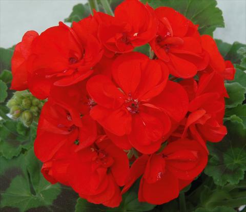 Photos von Blumenvarianten benutzt als: Topf, Beet, Terrasse Pelargonium zonale Sunrise® XL Elara