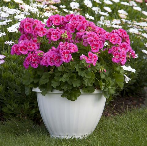 Photos von Blumenvarianten benutzt als: Topf, Beet, Terrasse Pelargonium zonale Sunrise® XL Ganymed13