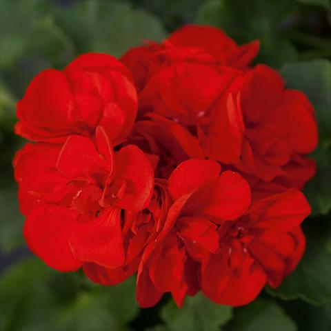 Photos von Blumenvarianten benutzt als: Topf, Beet, Terrasse Pelargonium zonale Sunrise® XL Leon