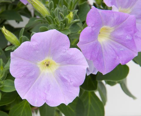Photos von Blumenvarianten benutzt als: Topf, Beet, Terrasse, Ampel Petunia Bonnie Light Blue