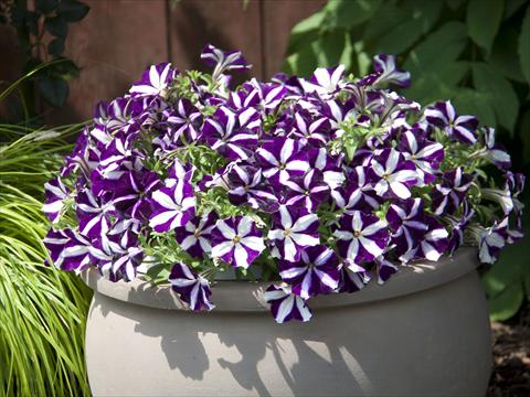 Photos von Blumenvarianten benutzt als: Topf, Beet, Terrasse, Ampel Petunia Bonnie Purple Star