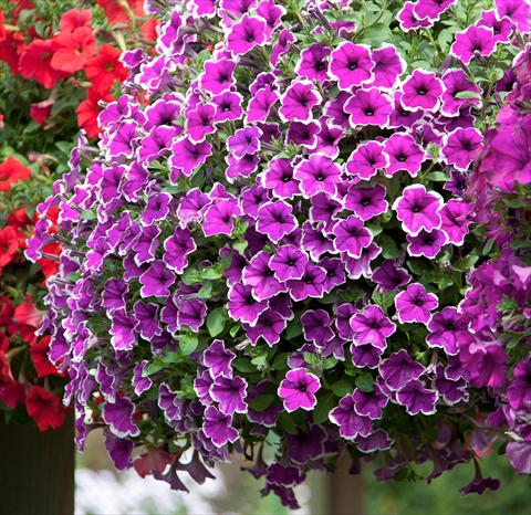 Photos von Blumenvarianten benutzt als: Topf, Beet, Terrasse, Ampel Petunia Deluxe Lilac Picotee