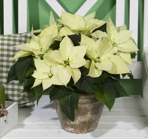 Photos von Blumenvarianten benutzt als: Topf Poinsettia - Euphorbia pulcherrima Christmas Beauty Lime