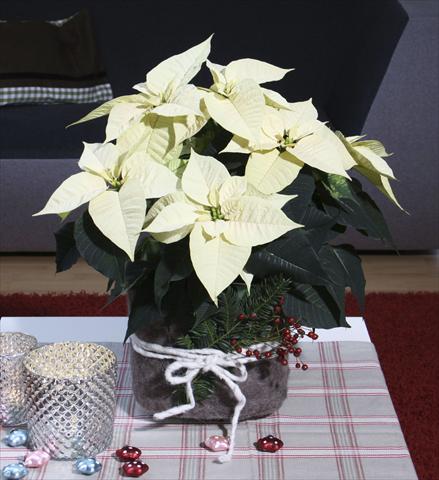 Photos von Blumenvarianten benutzt als: Topf Poinsettia - Euphorbia pulcherrima Christmas Feelings® Pearl